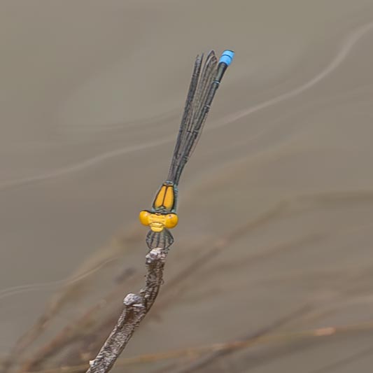 Pseudasgrion aureofrons (Gold-fronted Riverdamsel) male 1.jpg